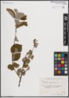 Foto von Salix caprea L.